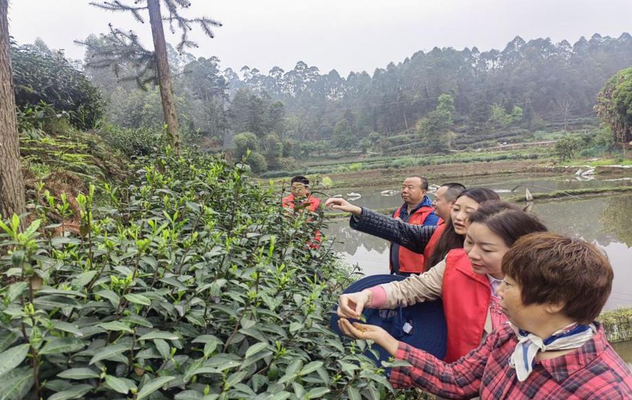 茶园正飘香，志愿采茶忙(图3)